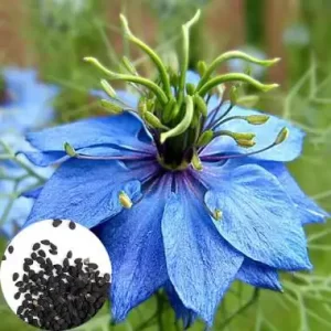 روغن سیاهدانه خالص