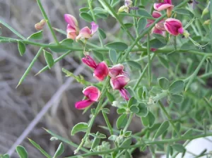 گیاه ترنجبین
